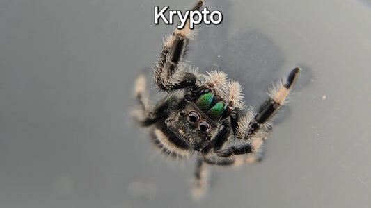 Krypto - Male Regal (Shipping Invoiced Manually)