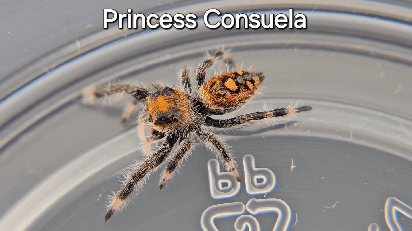 Princess Consuela - Female Regal