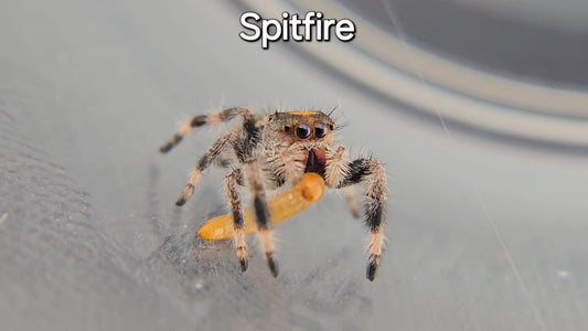 Spitfire - Female Regal
