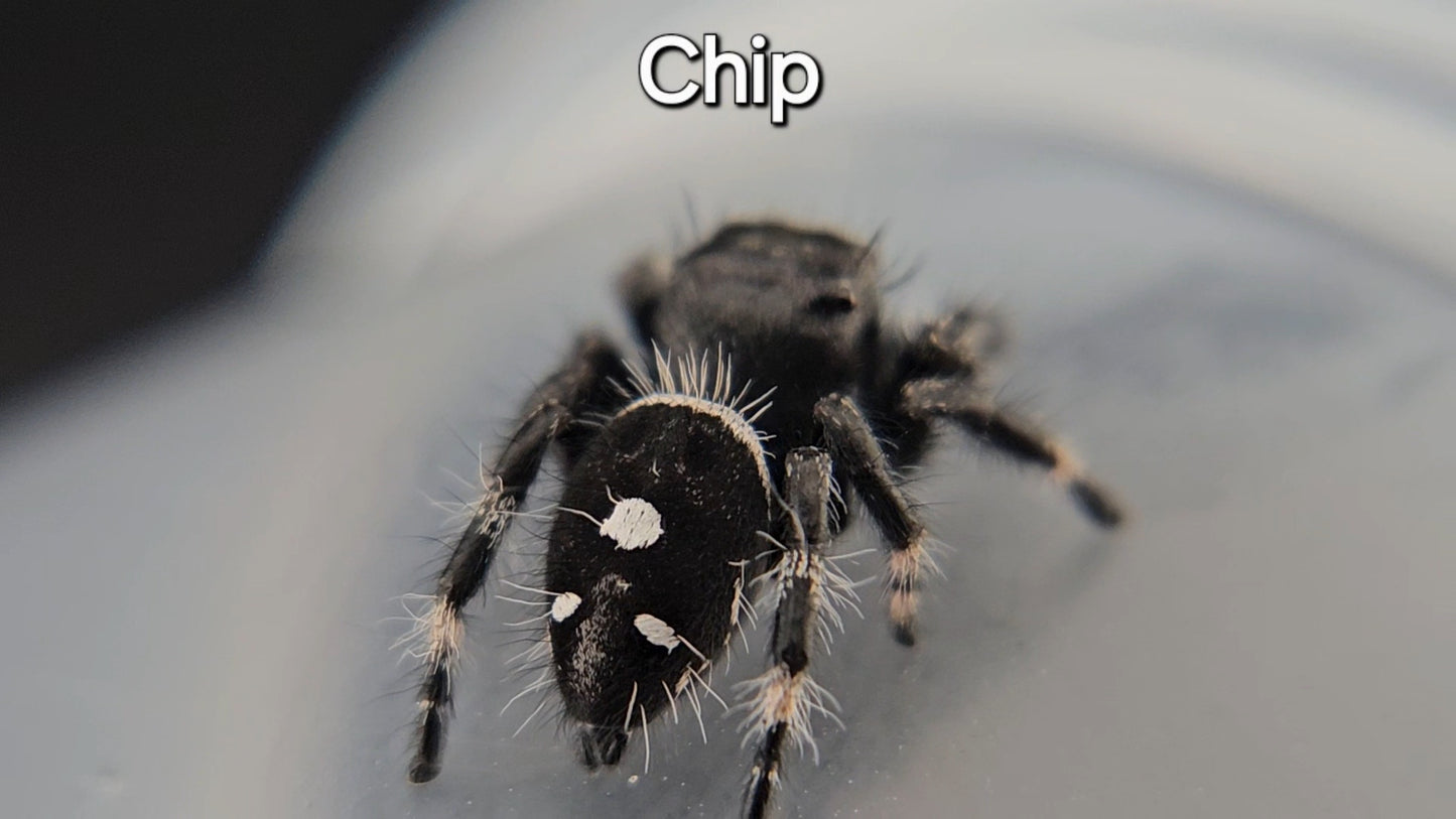 Chip - Male Regal