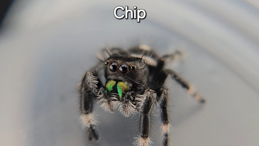 Chip - Male Regal