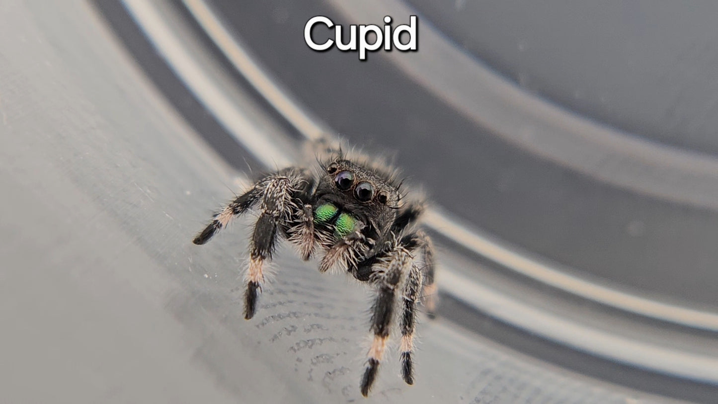 Cupid - Male Regal