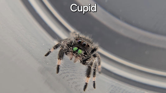 Cupid - Male Regal