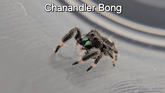 Chanandler Bong - Male Regal