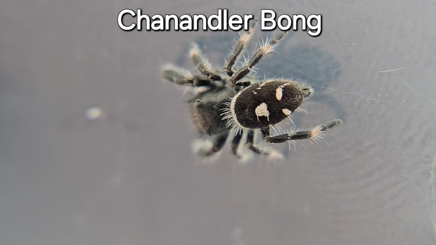 Chanandler Bong - Male Regal