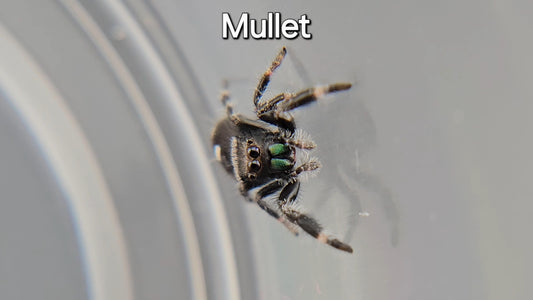 Mullet - Male Regal