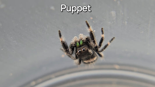 Puppet - Male Regal
