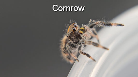 Cornrow - Female Regal
