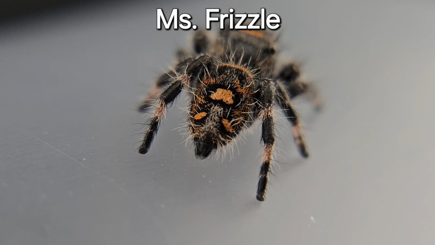 Ms. Frizzle - Female Regal
