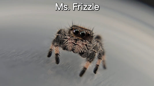 Ms. Frizzle - Female Regal