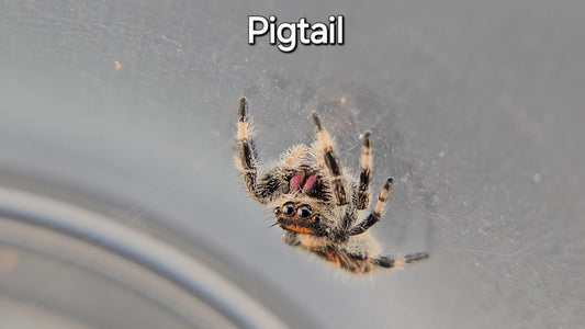 Pigtail - Female Regal