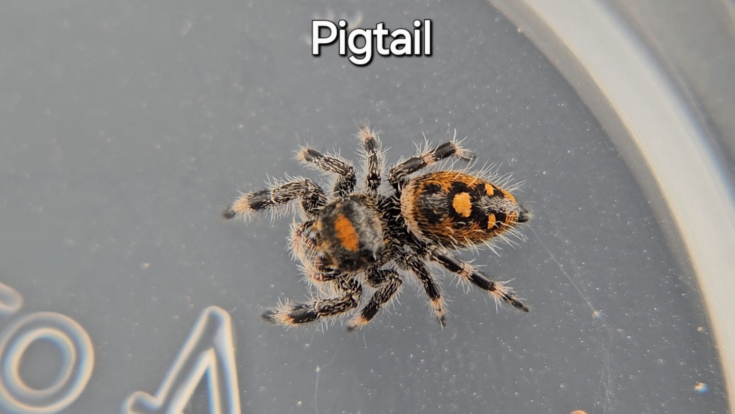 Pigtail - Female Regal