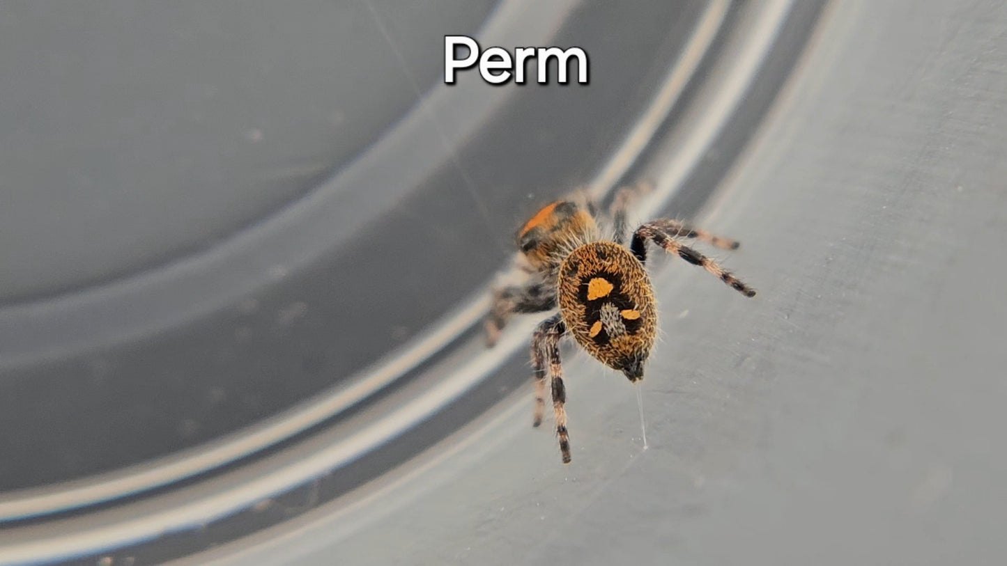 Perm - Female Regal