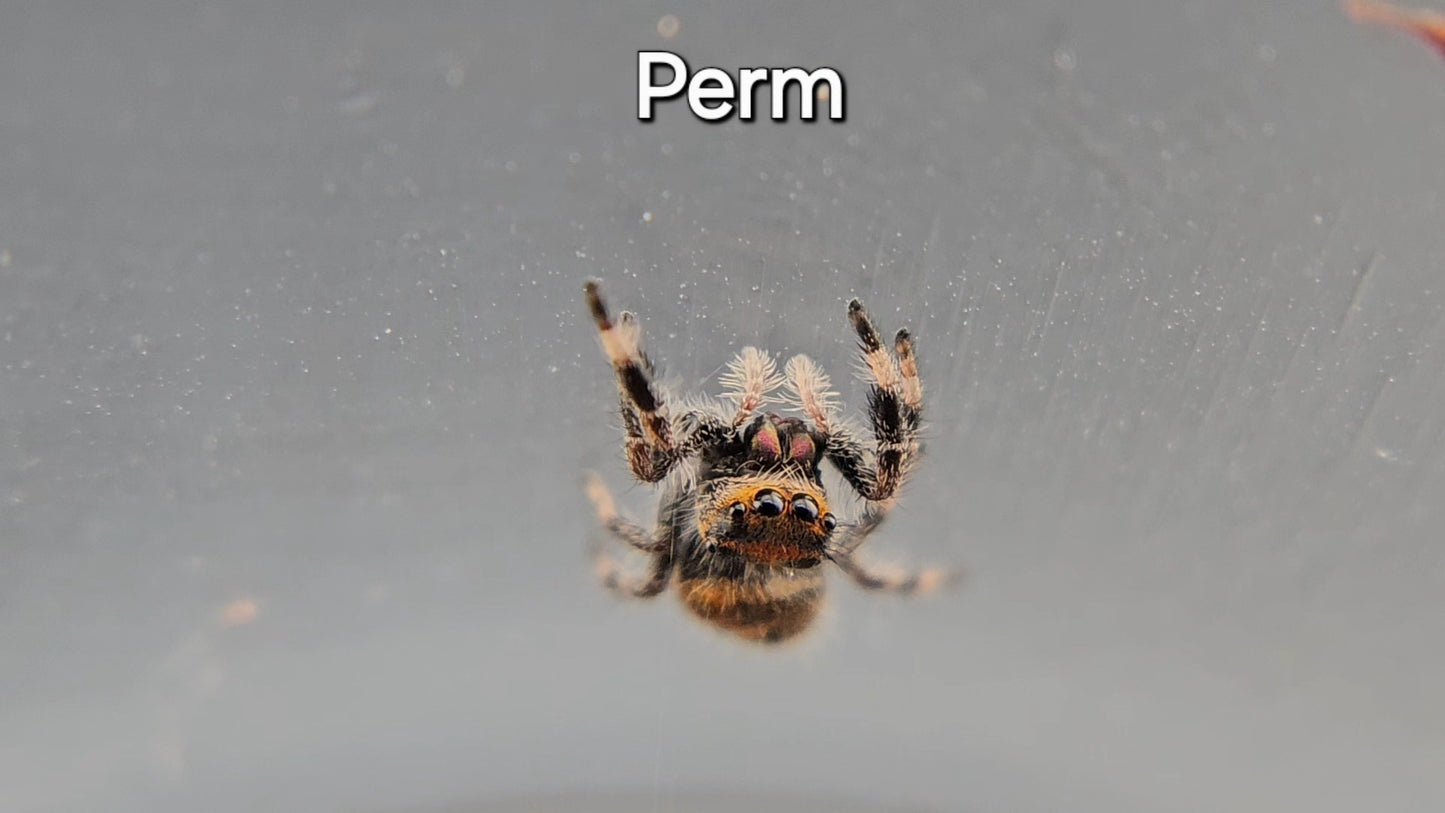 Perm - Female Regal