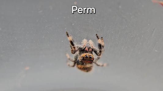 Perm - Female Regal