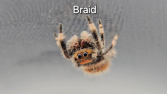 Braid - Female Regal