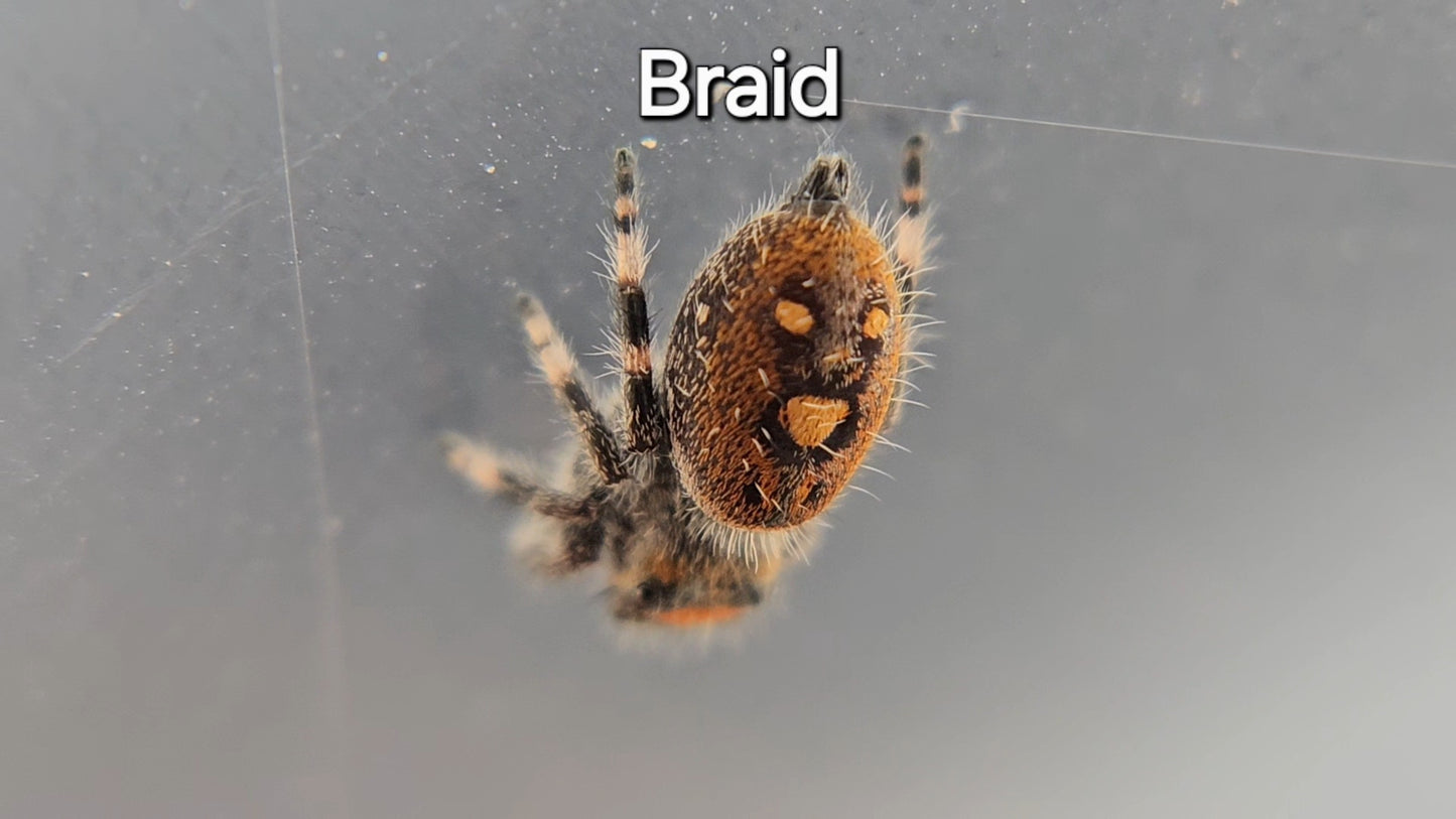 Braid - Female Regal