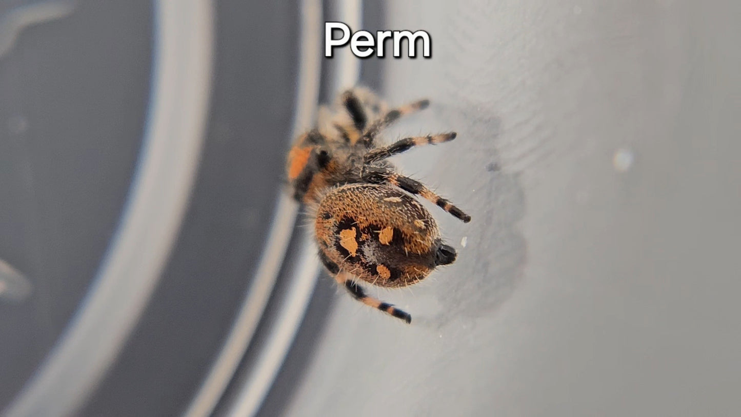 Perm - Female Regal