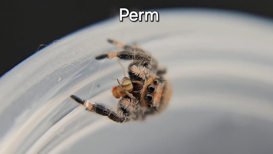 Perm - Female Regal