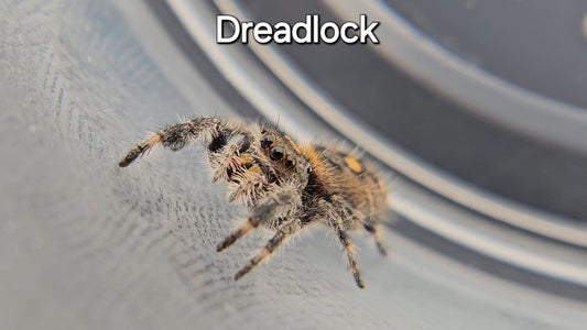 Dreadlock - Female Regal