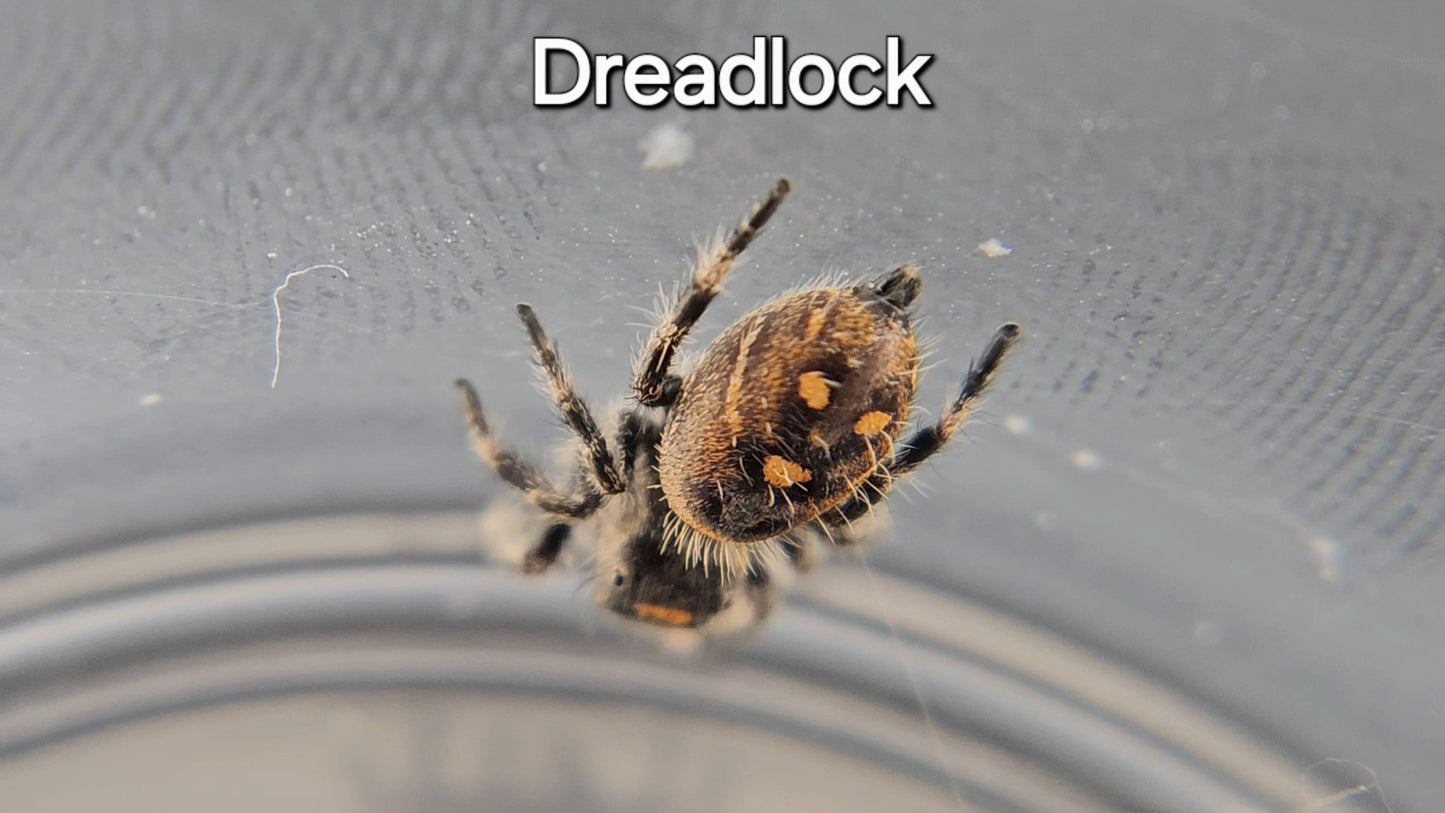Dreadlock - Female Regal