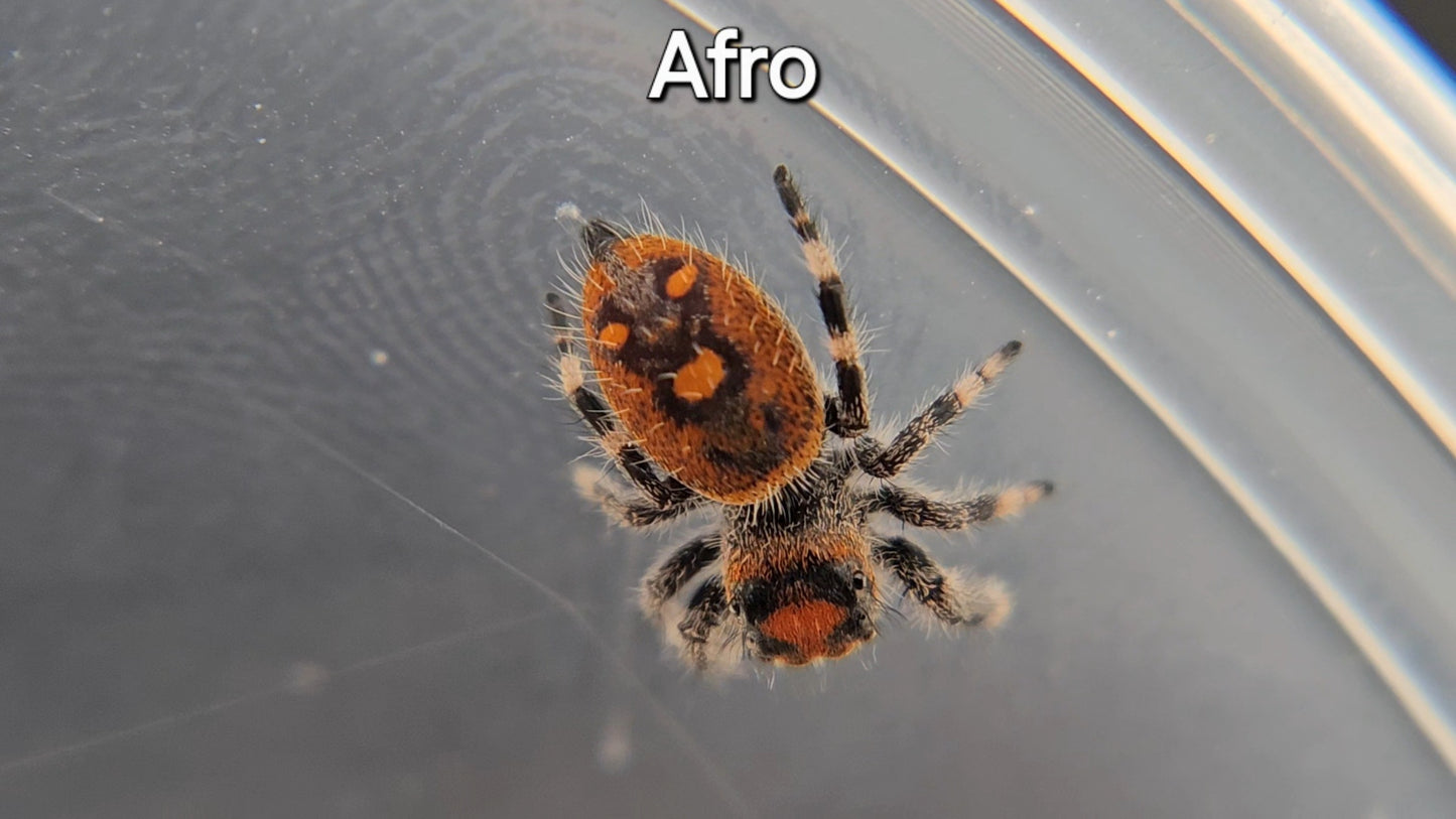 Afro - Female Regal