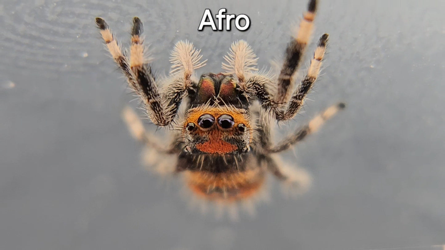 Afro - Female Regal