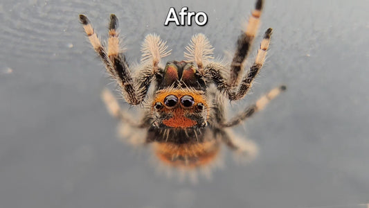 Afro - Female Regal