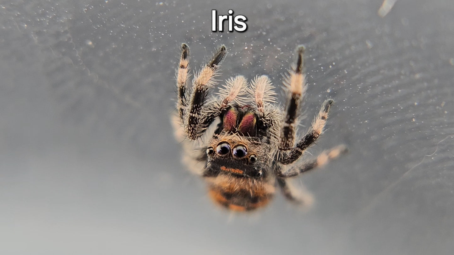 Iris - Female Regal