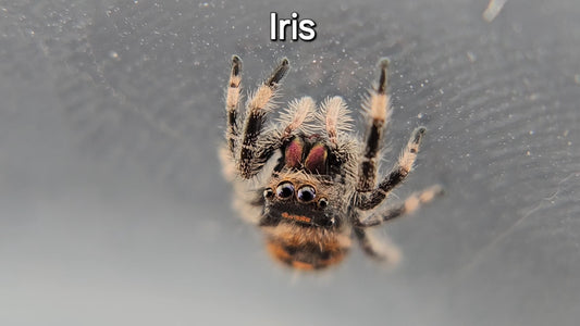 Iris - Female Regal