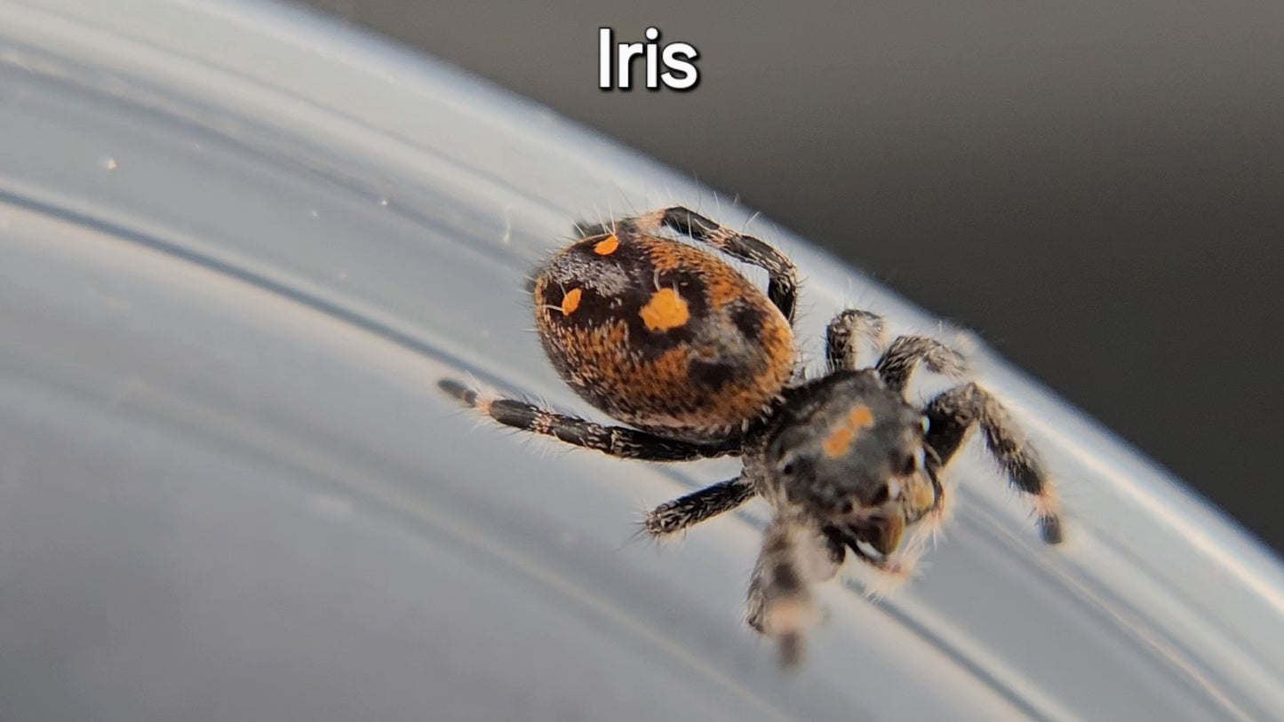 Iris - Female Regal