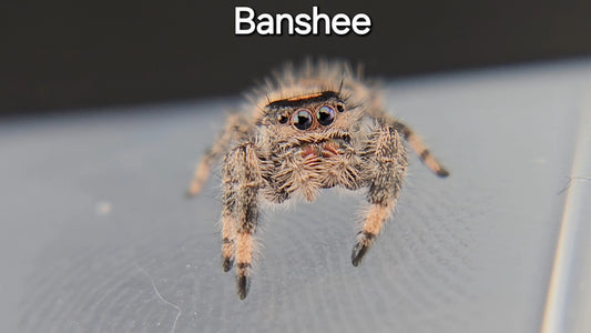 Banshee - Female Regal