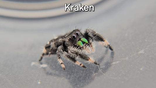 Kraken - Male Regal