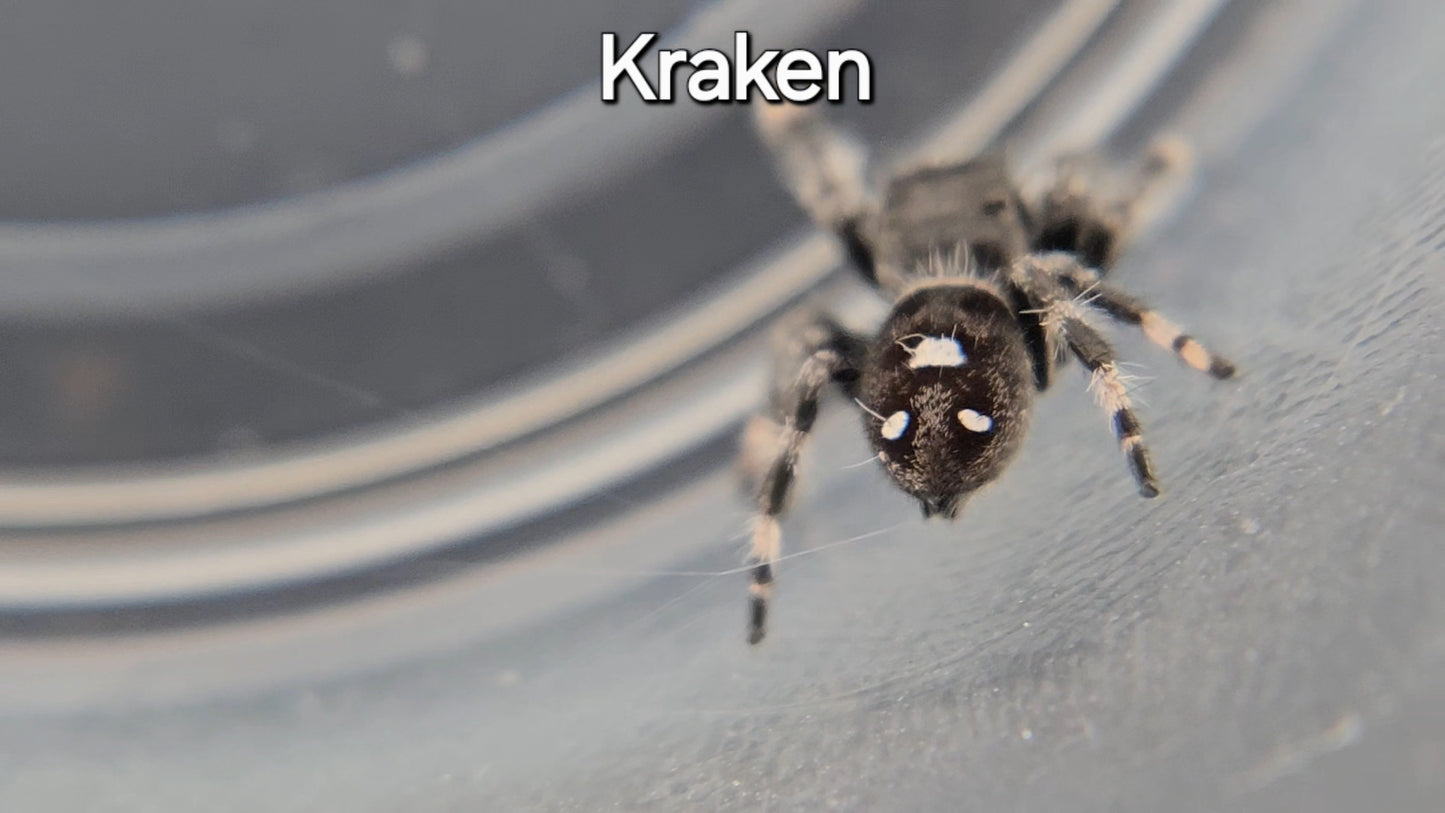 Kraken - Male Regal