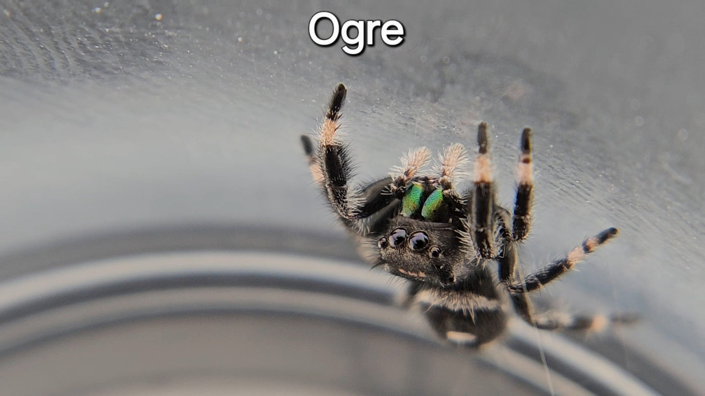 Ogre - Male Regal