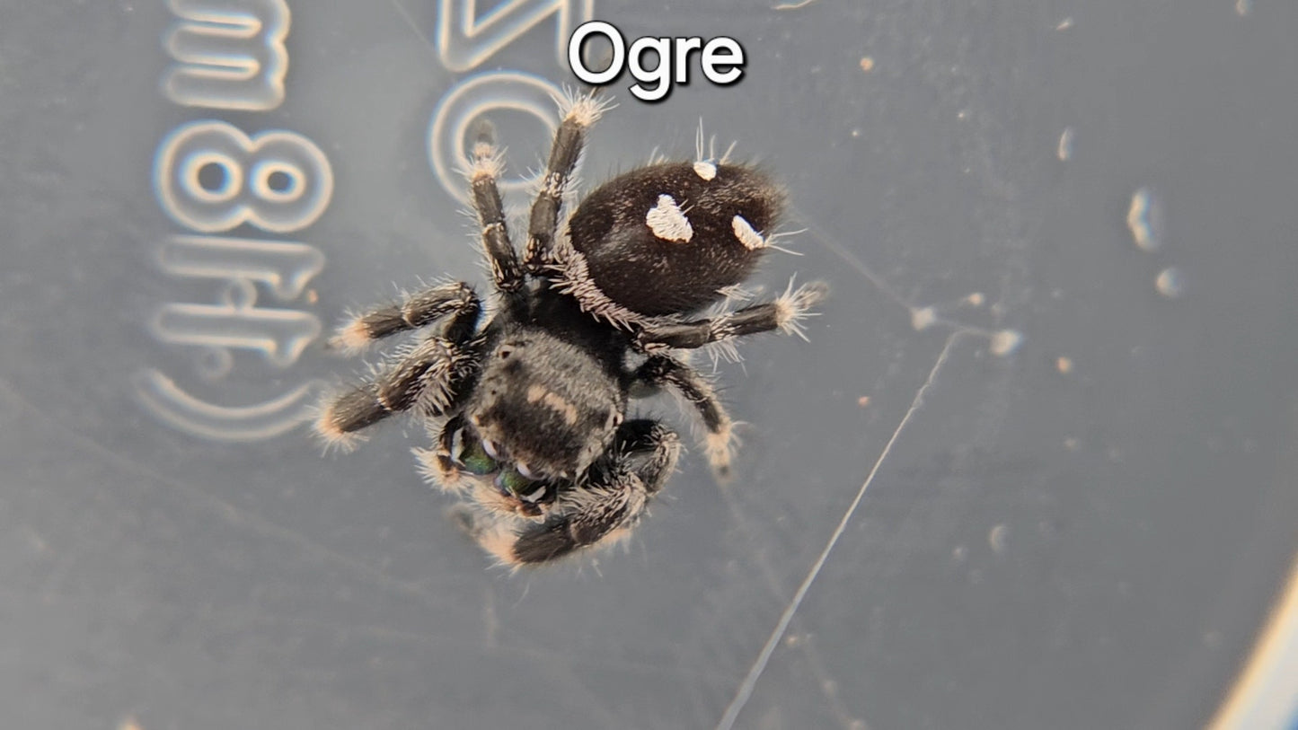 Ogre - Male Regal