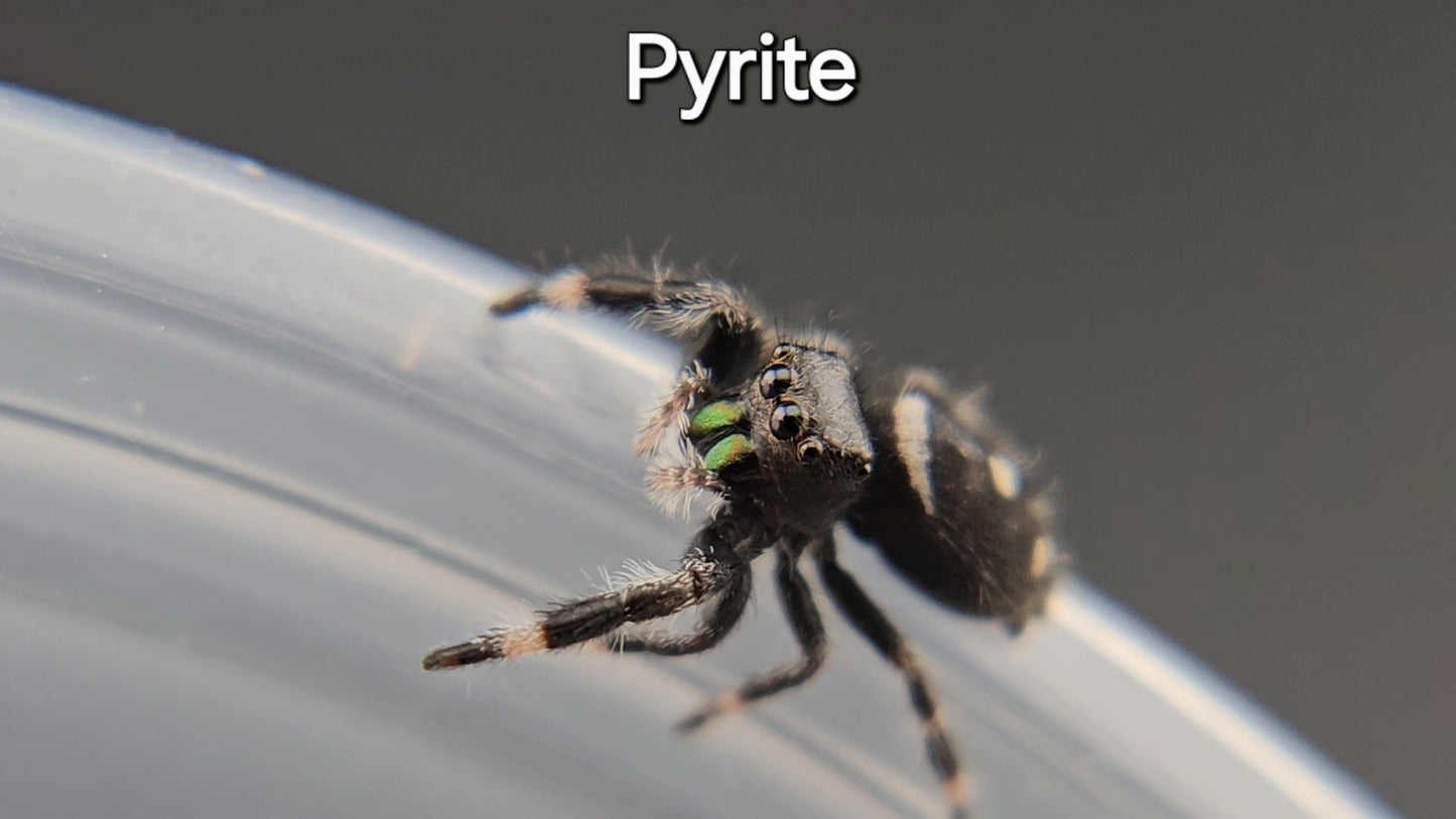 Pyrite - Male Regal