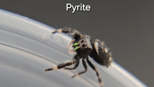 Pyrite - Male Regal