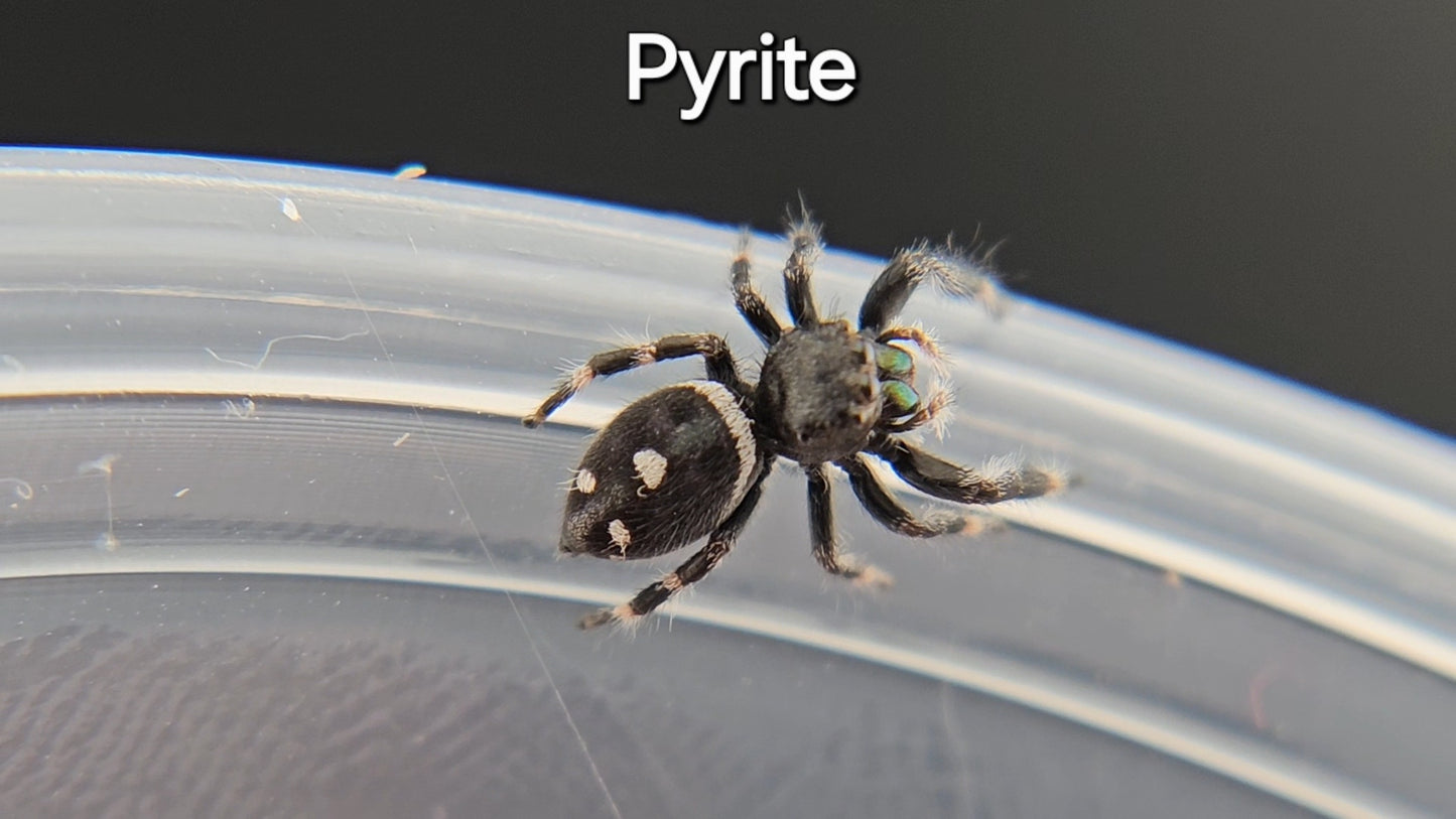Pyrite - Male Regal