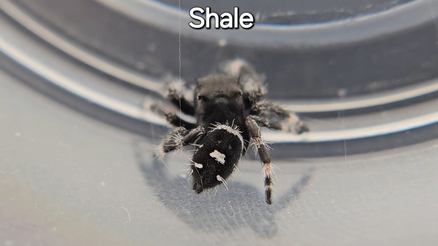 Shale - Male Regal