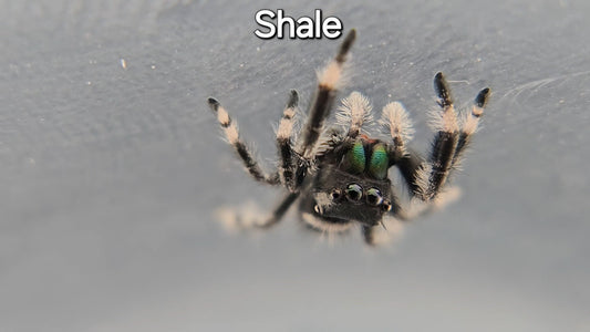 Shale - Male Regal