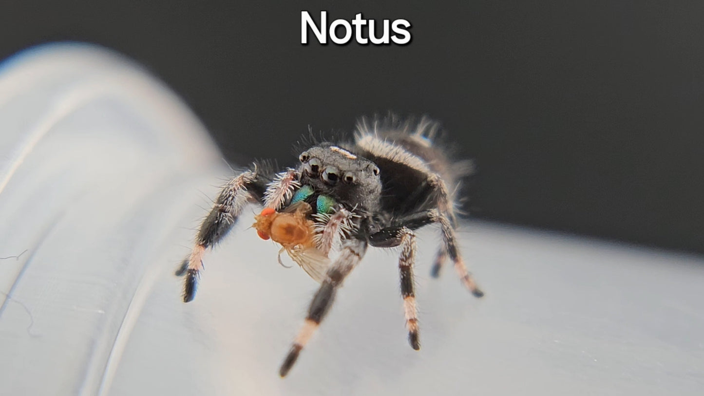 Notus - Male Regal