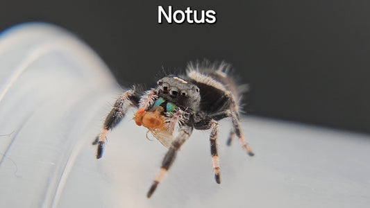 Notus - Male Regal