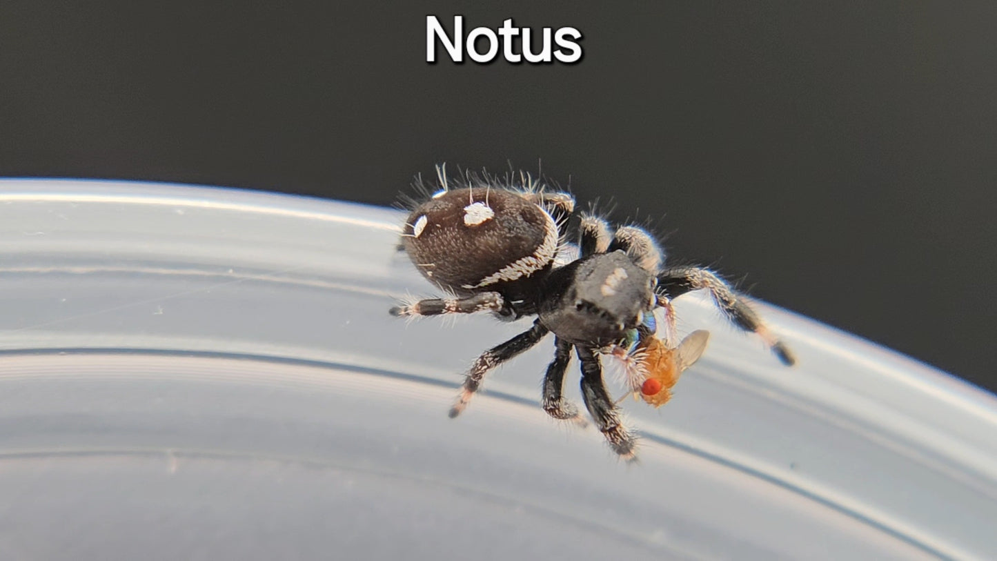 Notus - Male Regal