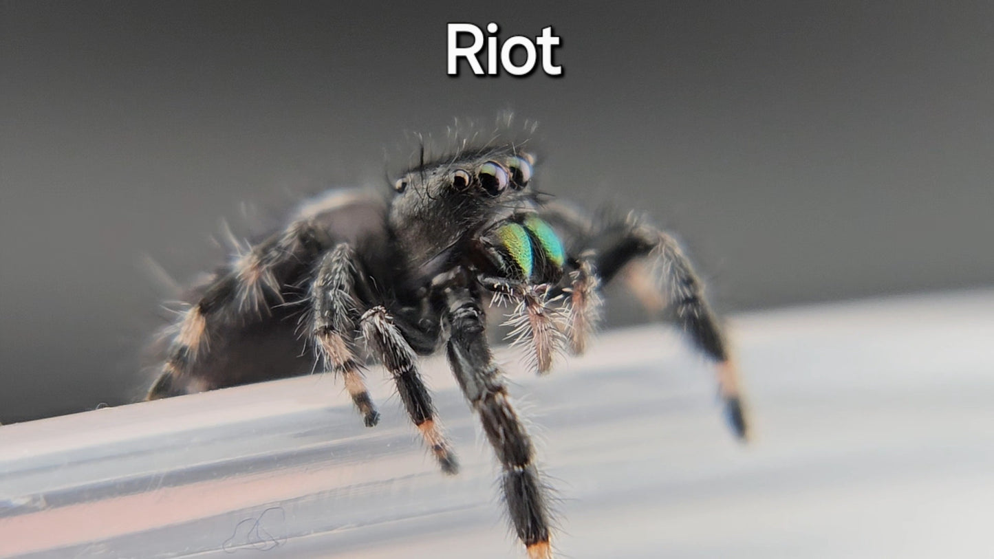 Riot - Male Regal