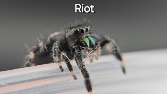 Riot - Male Regal