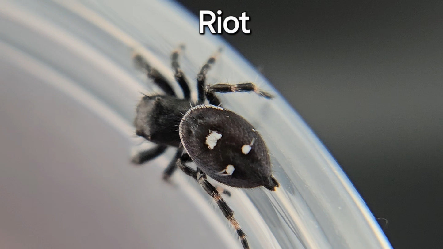 Riot - Male Regal