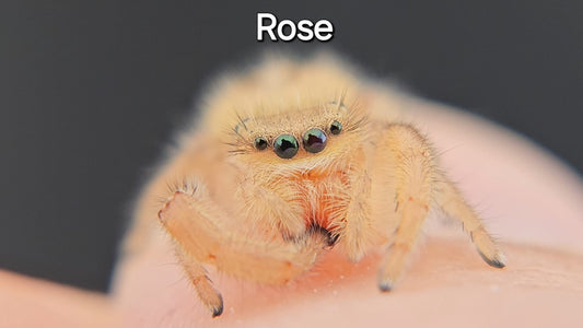 Rose - Phidippus pius female (sub adult) - Rare - Shipping Included