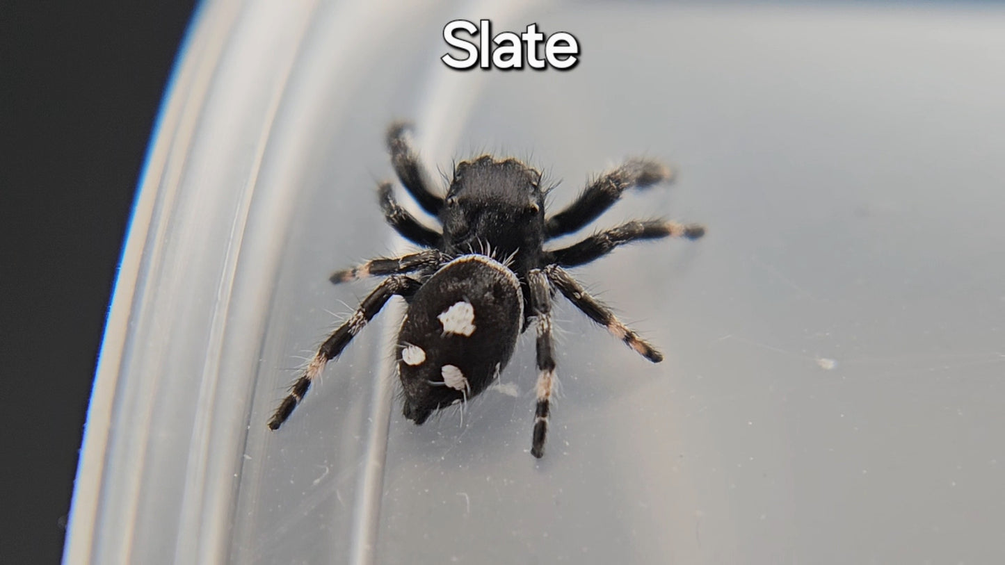 Slate - Male Regal