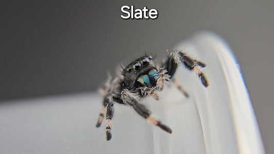 Slate - Male Regal